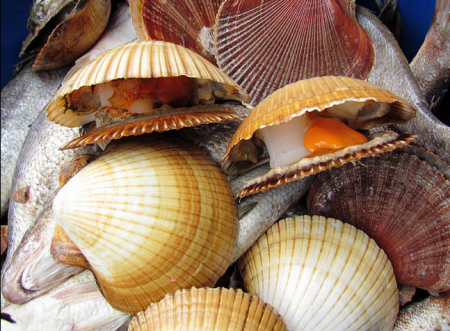 Bivalves Sistema Digestório: Processo de Digestão