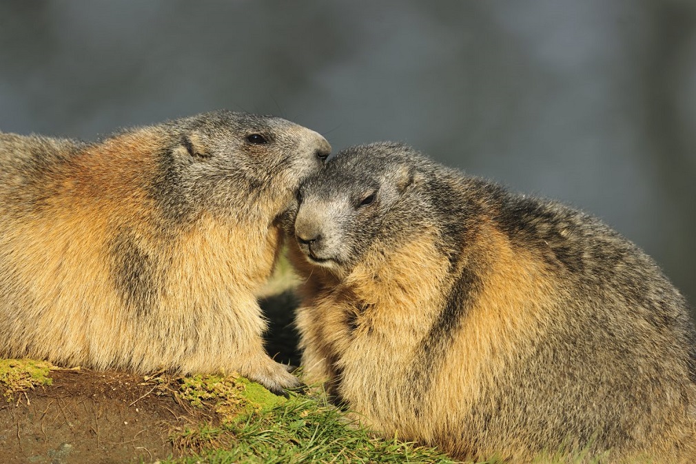 Quais as Diferenças Entre Castor, Esquilo e Marmota?