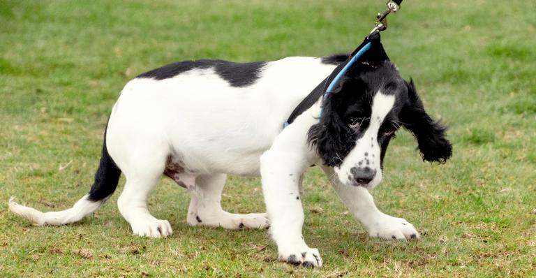Meu Cachorro Empaca na Coleira: E Agora? Como Fazer?