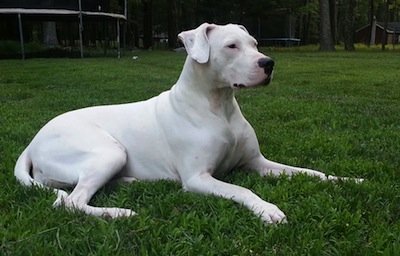 Quanto Custa um Filhote de Dogo Argentino Puro?