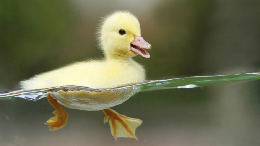 Qual a Cor de Pato? Branco, Cinza, Marrom e Outros