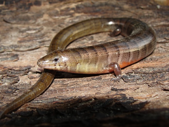 Lagarto Calango-Cobra: Características, Habitat e Fotos