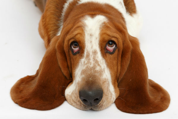 Tempo de Vida do Basset Hound: Quantos Anos Eles Vivem