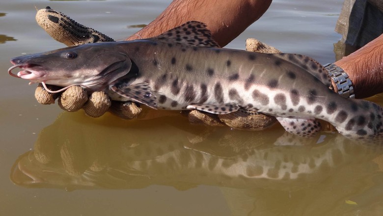 Pintado Real: Características, Alevinos, Criação E Fotos