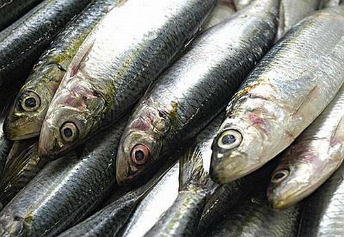 Quanto De Ômega 3 Tem Uma Sardinha?