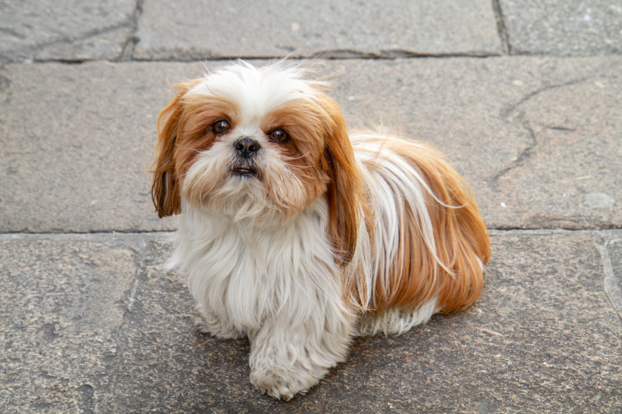 Quanto Um Shih-Tzu Come Por Dia? Quantas Vezes?