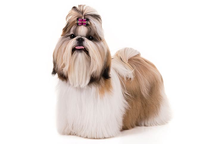 Ficha Técnica do Shih-Tzu: Peso, Altura e Tamanho