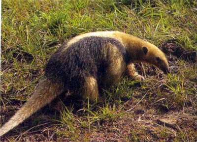 Qual é o Nome do Bicho Que Come Formiga?