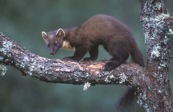 Comportamento da Zibelina, Hábitos e Modo de Vida do Animal