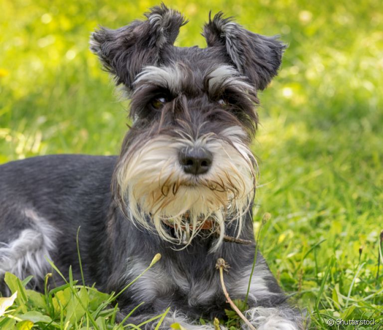 Cores do Schnauzer: Preto, Branco e Prata com Fotos