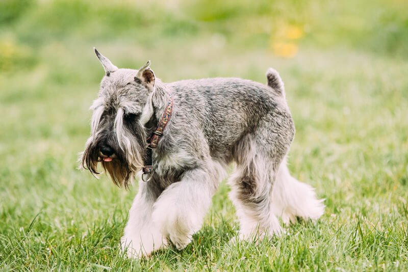 Reprodução do Schnauzer: Filhotes e Período de Gestação