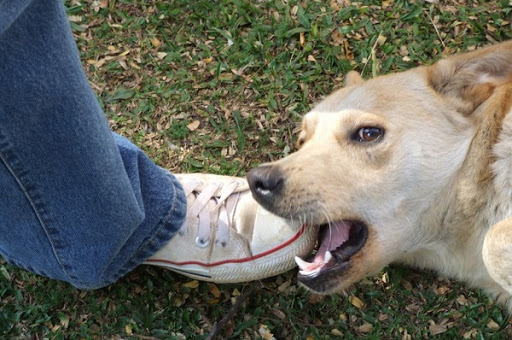 O Que Fazer Quando o Cachorro Avança No Dono?