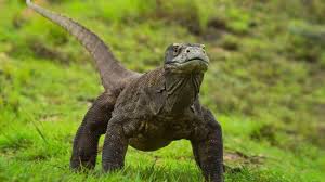 História do Dragão-de-Komodo e Origem do Animal