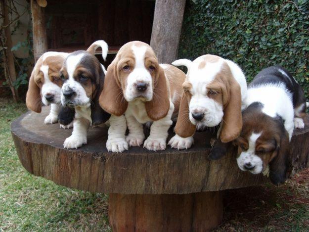 Quantas Vezes por Dia um Filhote de Basset Hound Deve Comer?