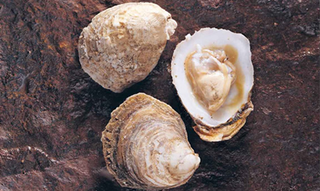 Ostra Plana Chilena: Características, Nome Cientifico e Fotos