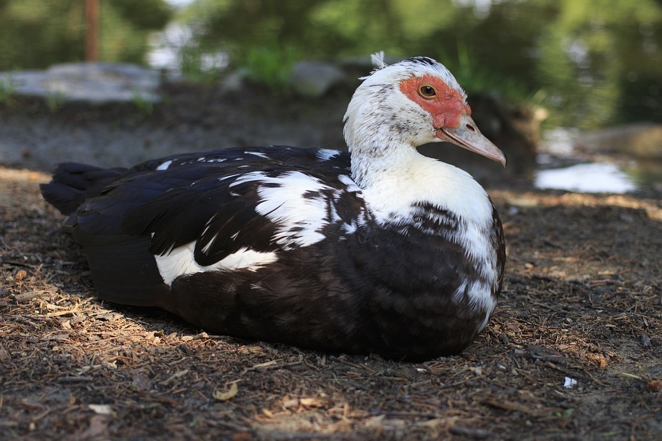 Pato Doméstico: Características, Nome Científico e Habitat