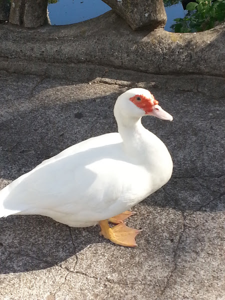 Habitat do Pato: Onde Eles Vivem?
