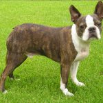 Boston Terrier