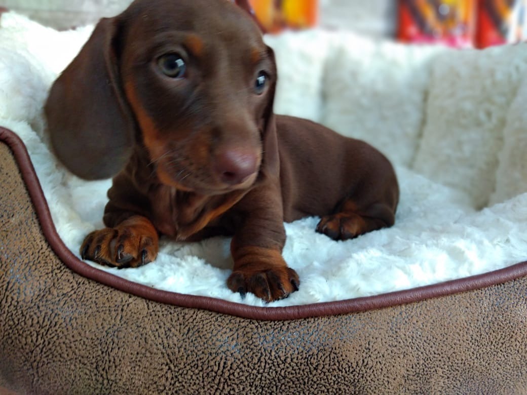 Qual O Peso Ideal De Um Dachshund Adulto E Filhote?