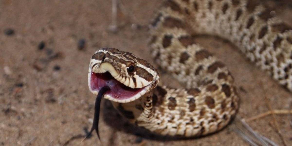 Animais que Comecam com a Letra C: Nome e Características