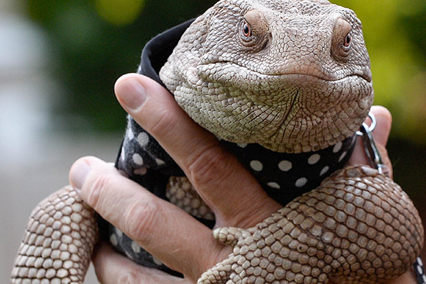 Qual O Melhor Lagarto De Estimação? Quanto Custa?