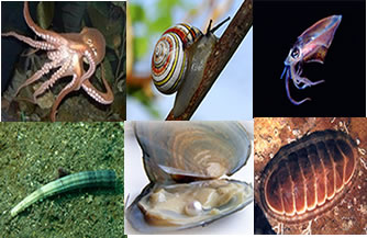 Tipos de Mariscos: Lista de Espécies com Nomes e Fotos
