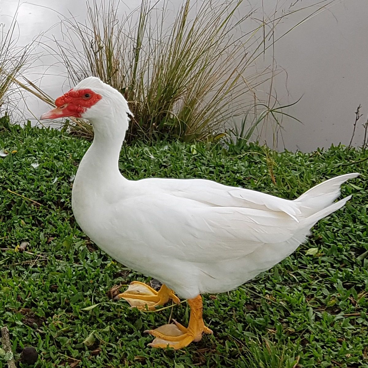 Pato Curiosidades e Fatos Interessantes Sobre o Animal