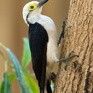 Birro, Pica-Pau-Branco: Características, Habitat e Fotos