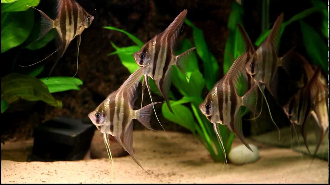 Ficha Tecnica do Peixe Acará: Peso, Altura, Tamanho e Imagens   