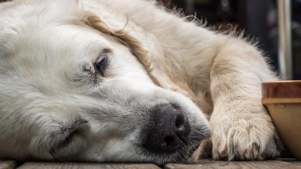 Quanto Tempo Depois de Morto o Cachorro Fica Duro?