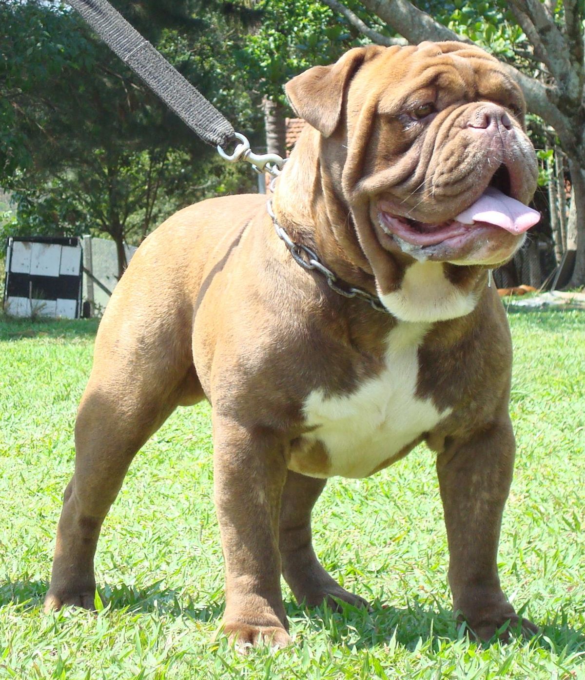 Top 10 Canis da Raça Buldogue no Brasil
