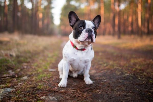 Alimentação do Buldogue: O Que Eles Comem?