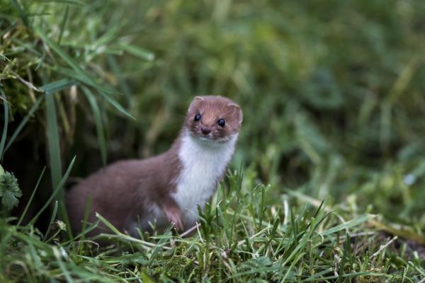 Arminho: Características, Habitat e Curiosidades do Mustela erminea
