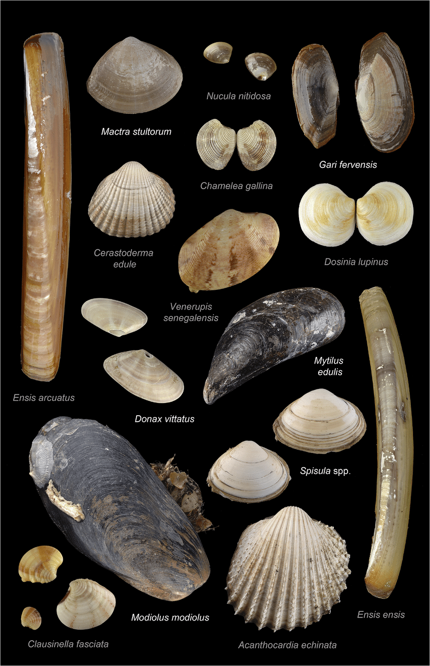Quais São as Principais Características de um Molusco Bivalve?