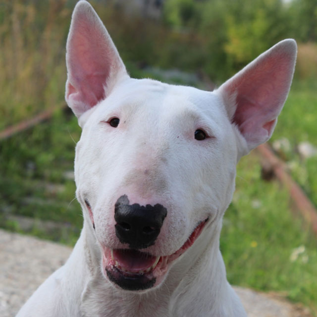 Alimentação do Bull Terrier: O Que Eles Comem?