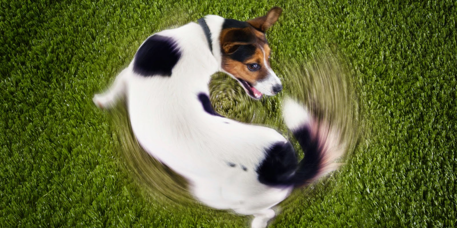 Por Que os Cachorros Rodam Antes de Defecar?