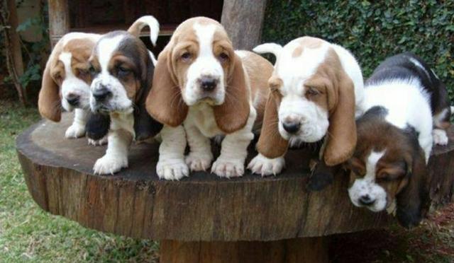 Qual a Raça de Cachorro Mais Resistente a Doenças?