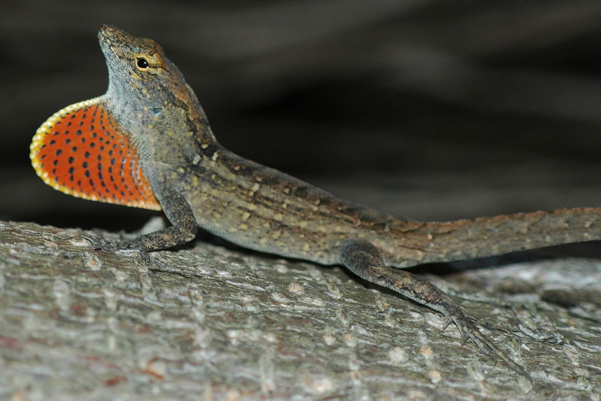 Lagarto Norops Nitens: Características, Habitat e Fotos