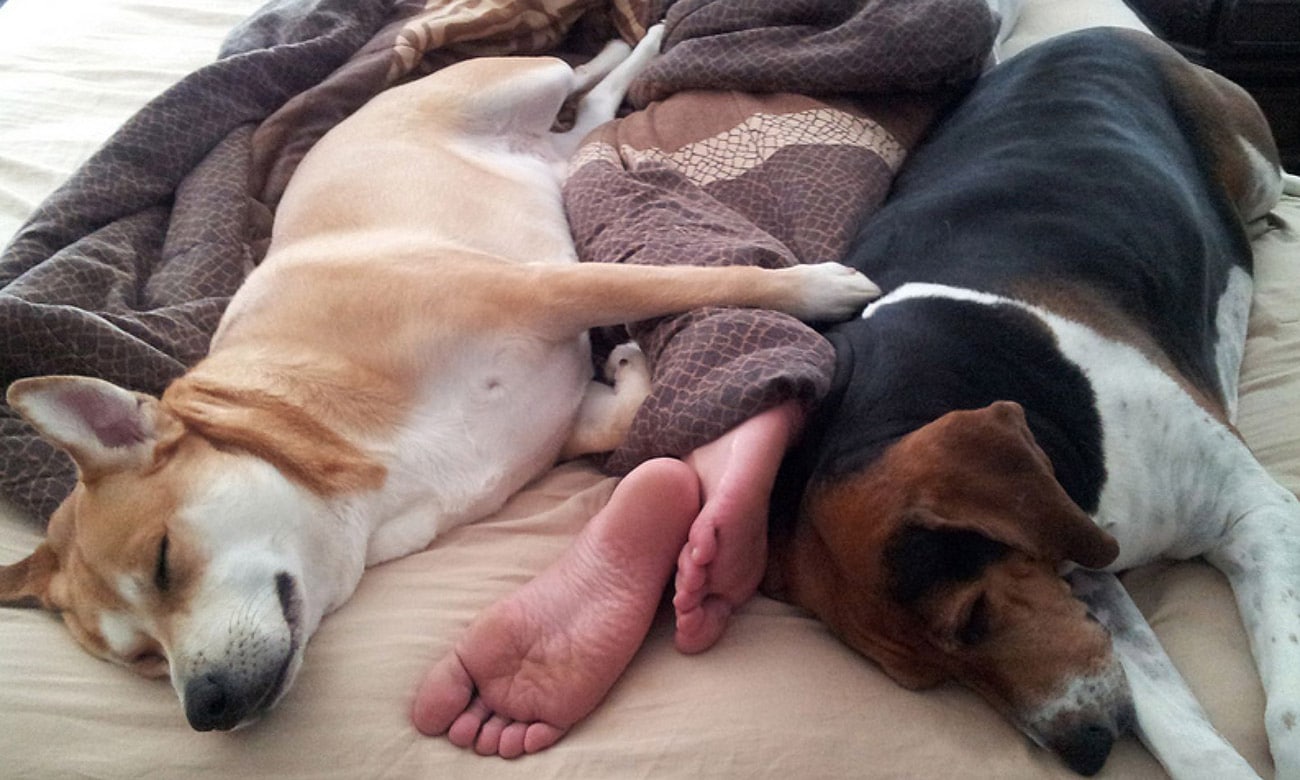 Por que Cachorro Gosta de Dormir nos Pés do Dono?