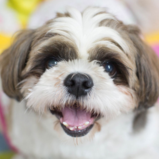 Shih-Tzu Curiosidades e Fatos Interessantes Sobre a Raça