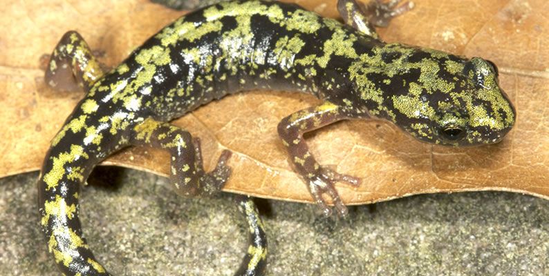 Salamandra Verde: Características, Nome Científico e Fotos