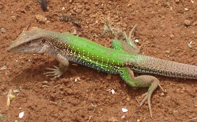 Lagarto Calango Verde: Características, Habitat e Fotos