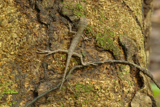 Lagarto Tamacuaré: Características, Nome Científico e Fotos