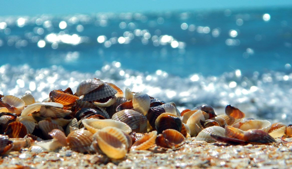 Como São Feitas as Conchas do Mar? Como São Formadas?