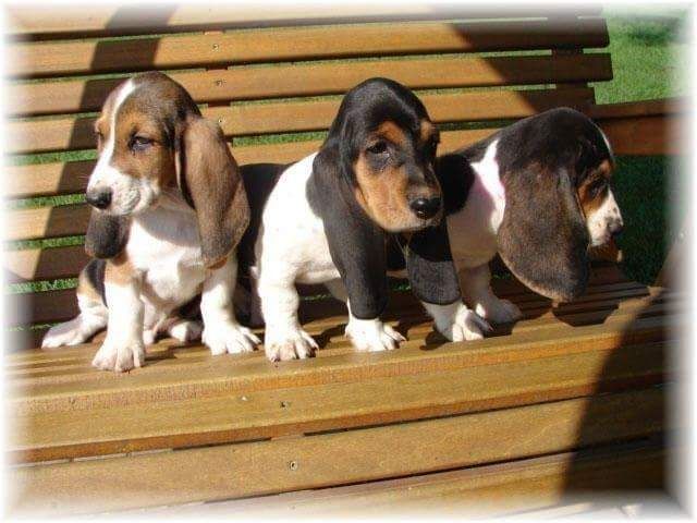 Como Cuidar de um Basset Hound Filhote: Cuidados e Doenças
