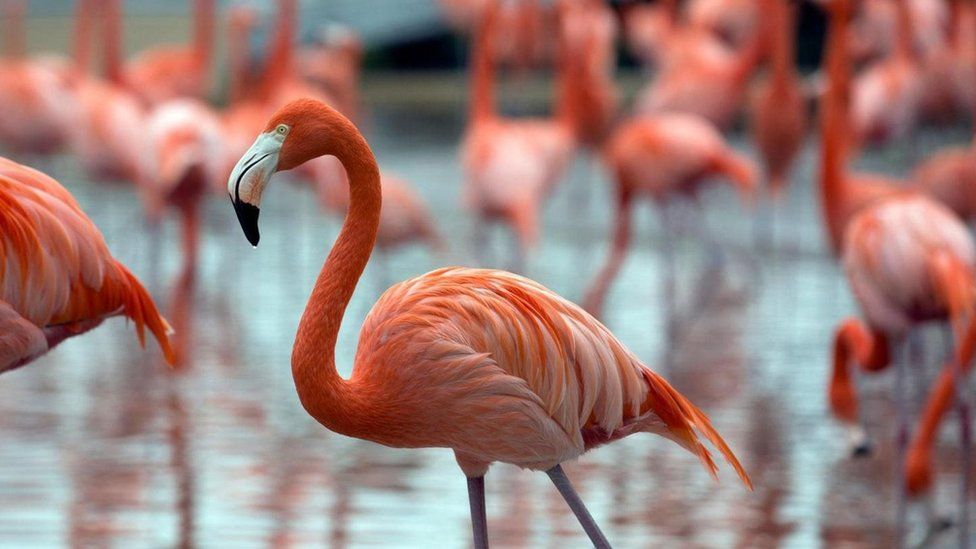 Animais que Começam com a Letra F: Nomes e Características