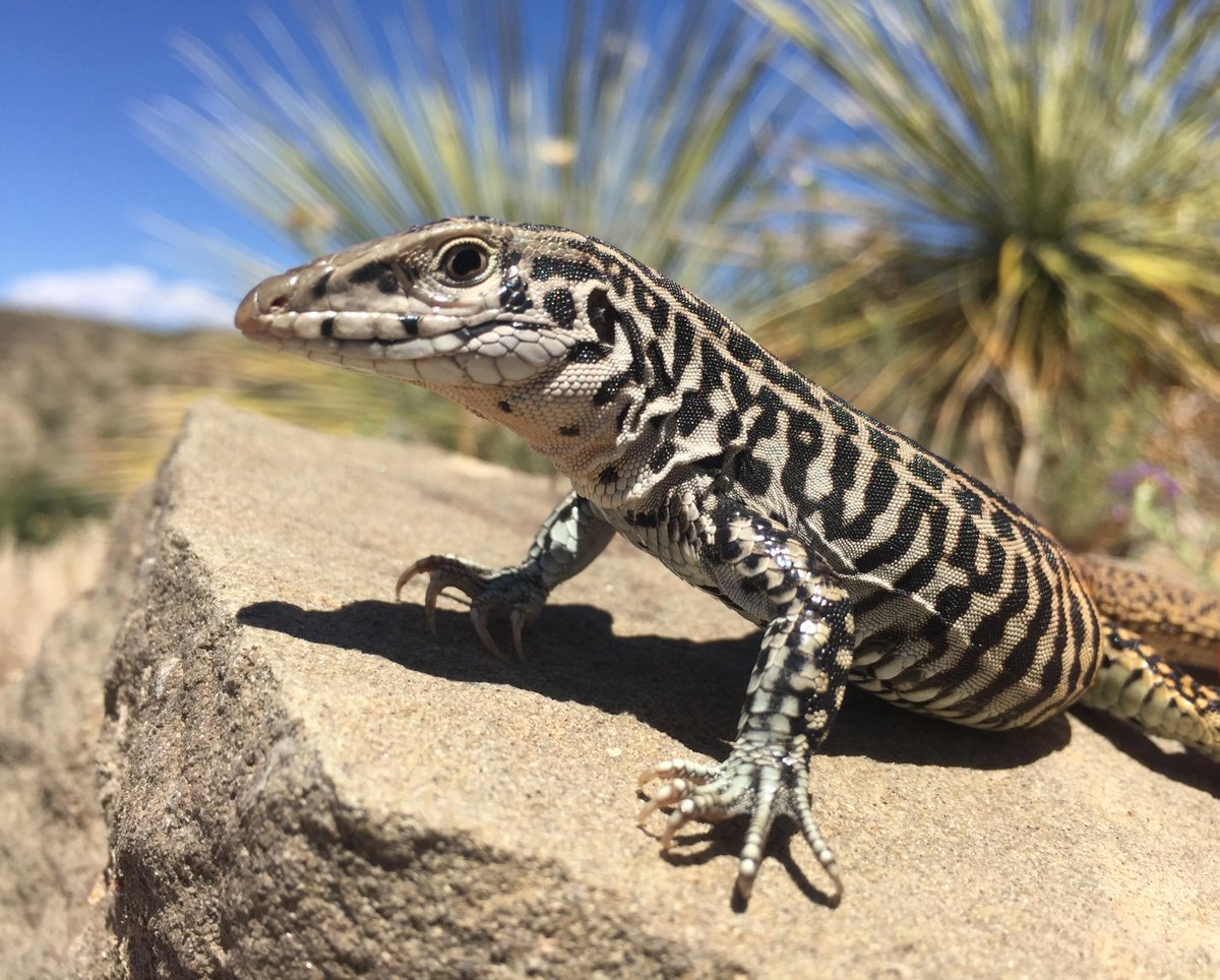 Lagarto Chicote Xadrez: Características, Hábitat e Fotos