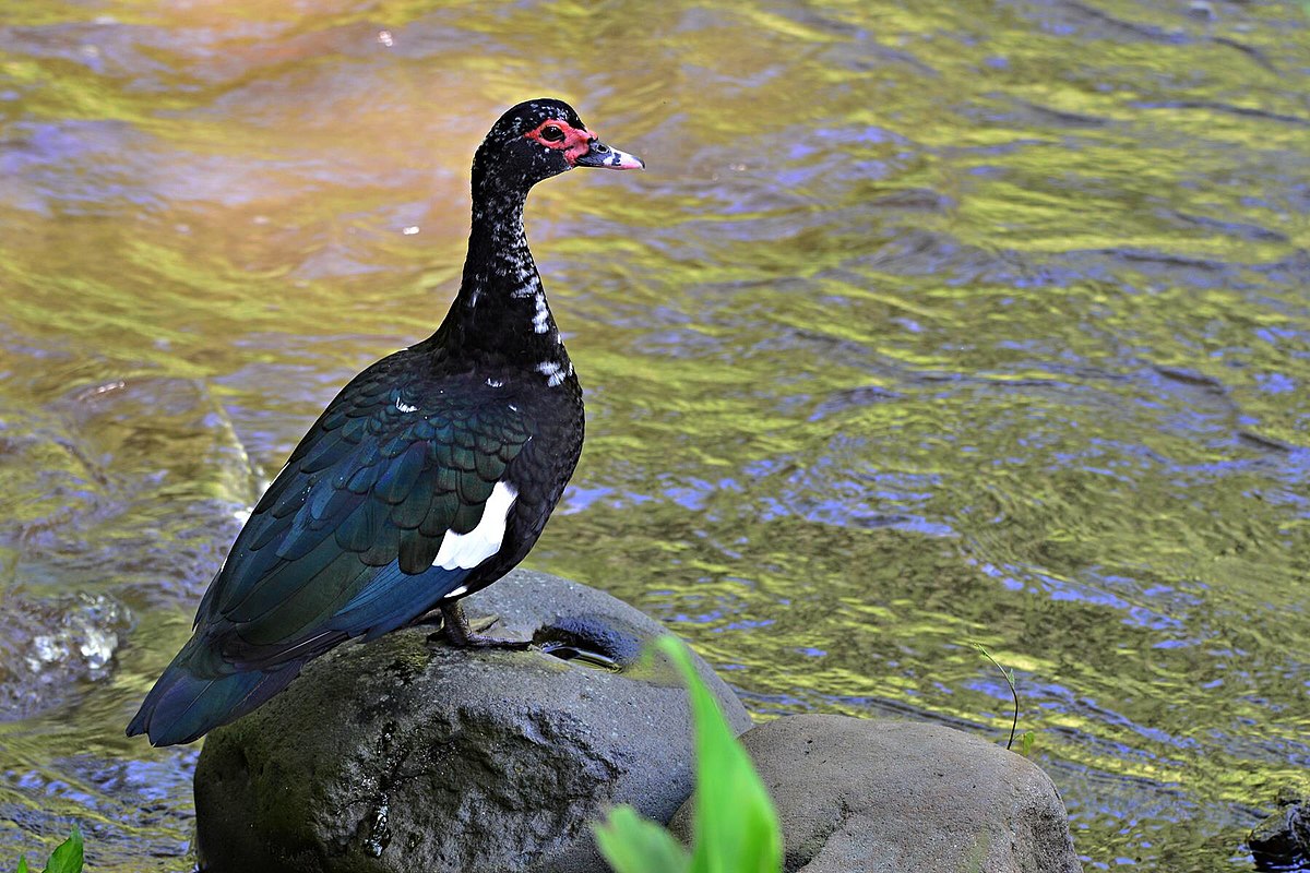 Pato de Asas Brancas: Características, Nome Científico e Habitat