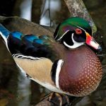 Ganso e pato espécies relacionadas