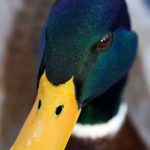 Cisne trompetista e pato variações de tamanho